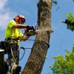 All kinds of tree cutting services
