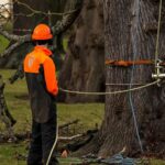 Tree Removal Strategies for Sustainable Landscaping