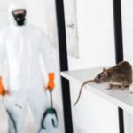 Why Professional Pest Control Rat Services Are Essential for Commercial Properties